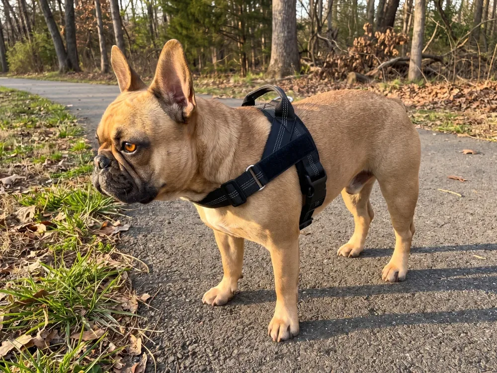Fawn French Bulldog walking outdoors in a black reflective harness.