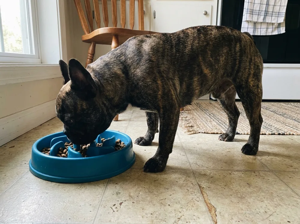 A French Bulldog eating kibble from a slow-feeder bowl on a kitchen floor