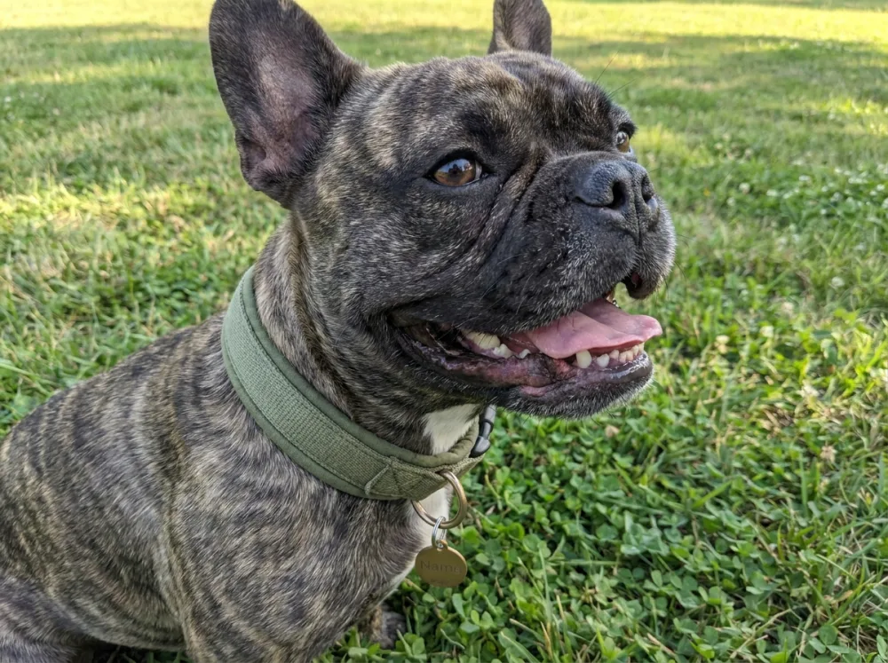 A happy French Bulldog wearing a padded collar with a round name tag outdoors on grass