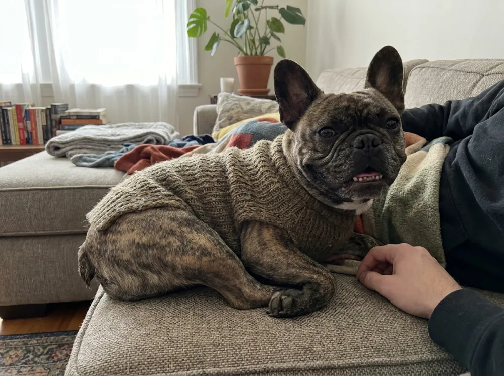A happy French Bulldog wearing a cozy knitted sweater while sitting on a sofa indoors