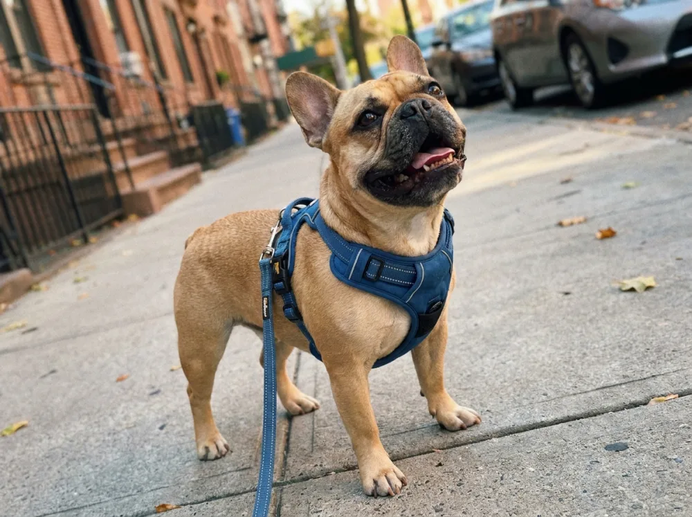 A French Bulldog wearing a padded walking harness while standing outdoors on a sunny pavement