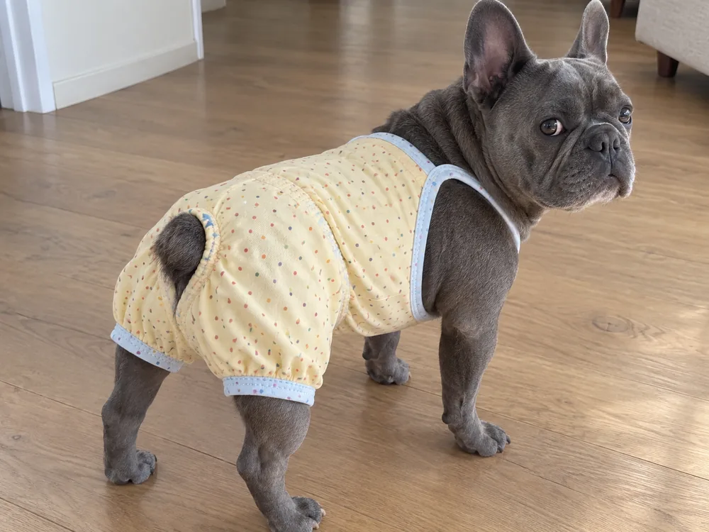 Blue-gray French Bulldog wearing the yellow Cotton Polka-Dot Pajamas from the rear.