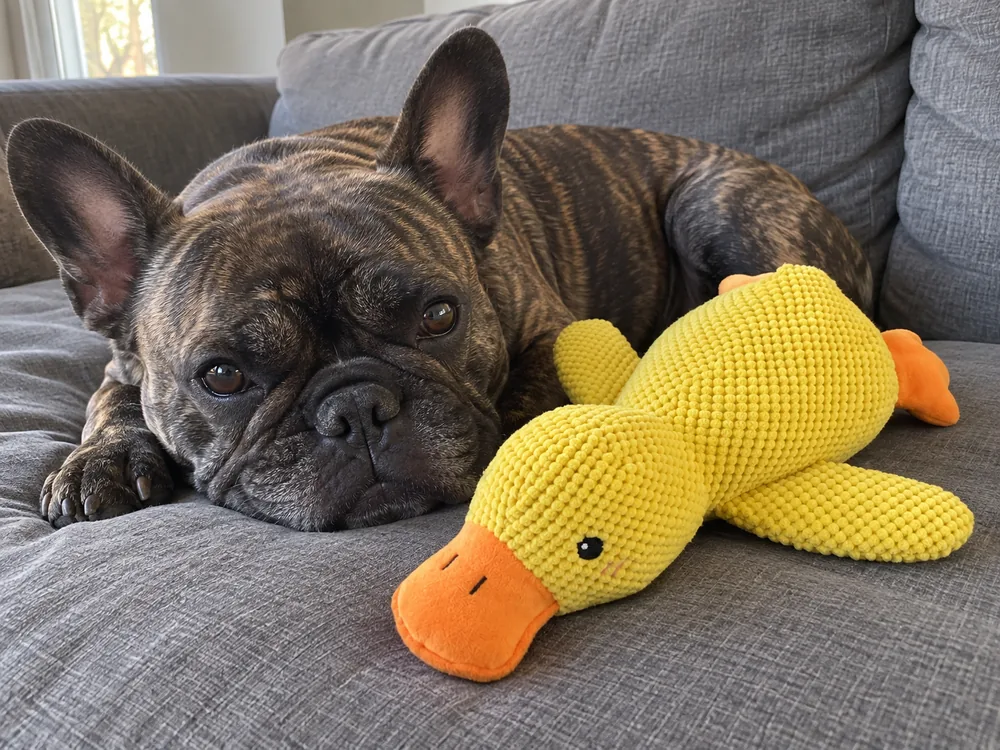 Brindle French Bulldog resting beside the yellow Plush Duck Toy on a grey sofa.