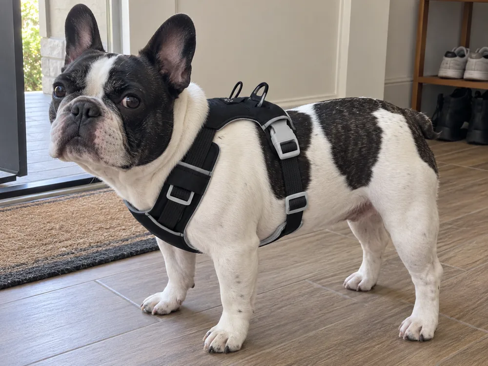 Pied French Bulldog in a charcoal quick-dry harness, shown from the side.