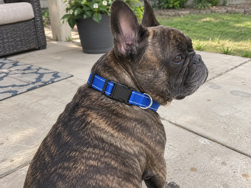 Brindle French Bulldog wearing the navy Reflective Adjustable Collar from the rear.