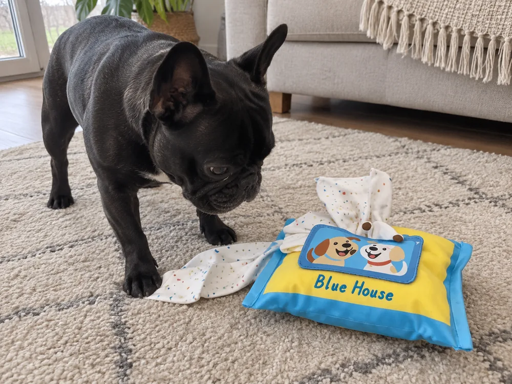 Black French Bulldog playing with a snuffle tissue box toy.