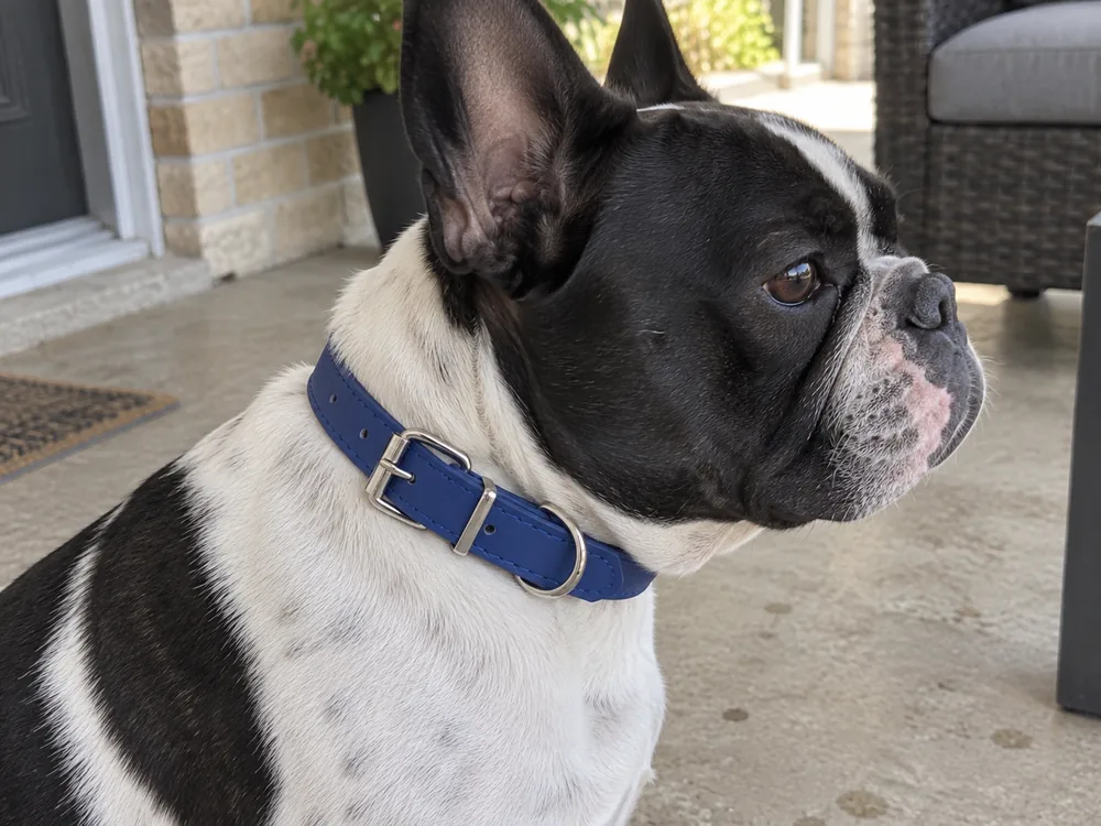 Pied French Bulldog wearing a navy waterproof collar.