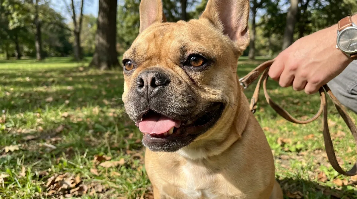 A happy healthy adult French Bulldog portrait outdoors