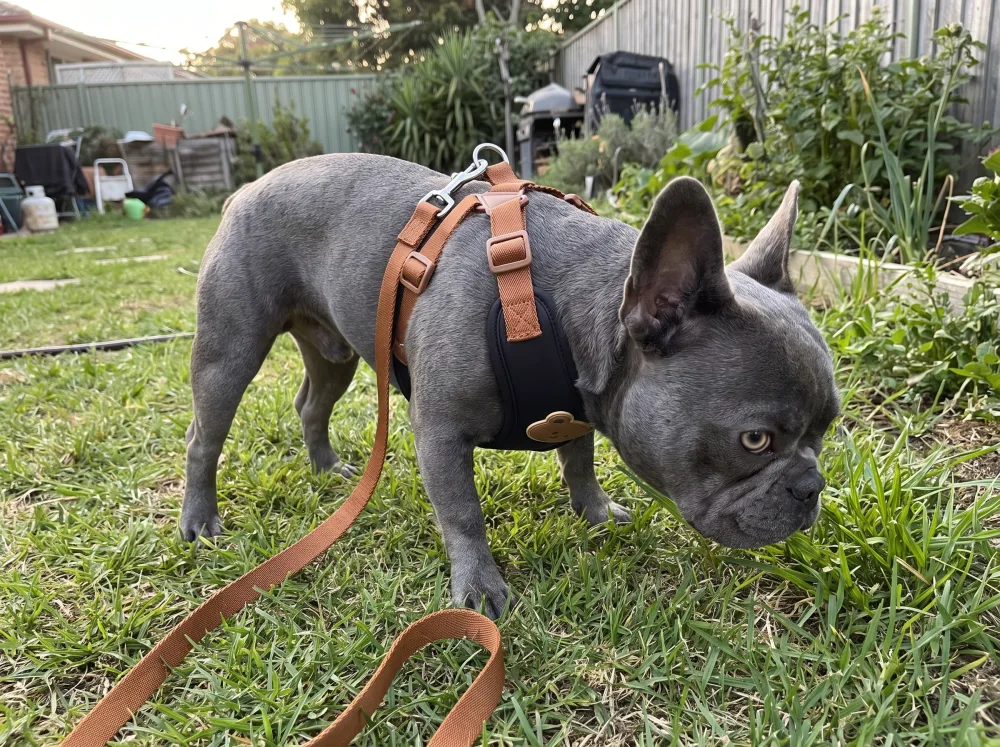 A French Bulldog on leash wearing a step-in harness, walking across a backyard lawn.