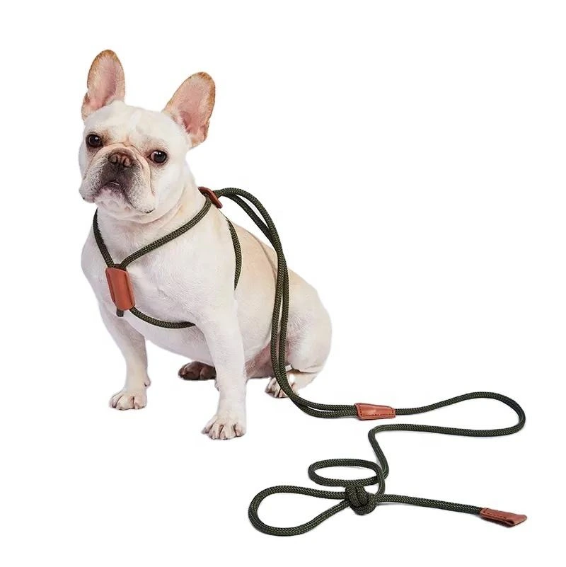 White French Bulldog wearing an olive-green leash and harness with chestnut leather accents against a white background.