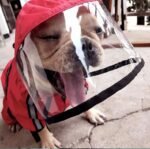 Tan French Bulldog in a spirited pose wearing 'My Frenchie' red raincoat with a clear hood visor, tongue out in delight.