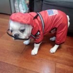 White French Bulldog wearing a red 'My Frenchie' raincoat with a clear hood visor and an American flag patch