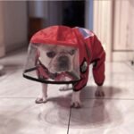 Light-furred French Bulldog poised indoors, donning 'My Frenchie' elegant red raincoat with a clear hood visor, exuding confidence.