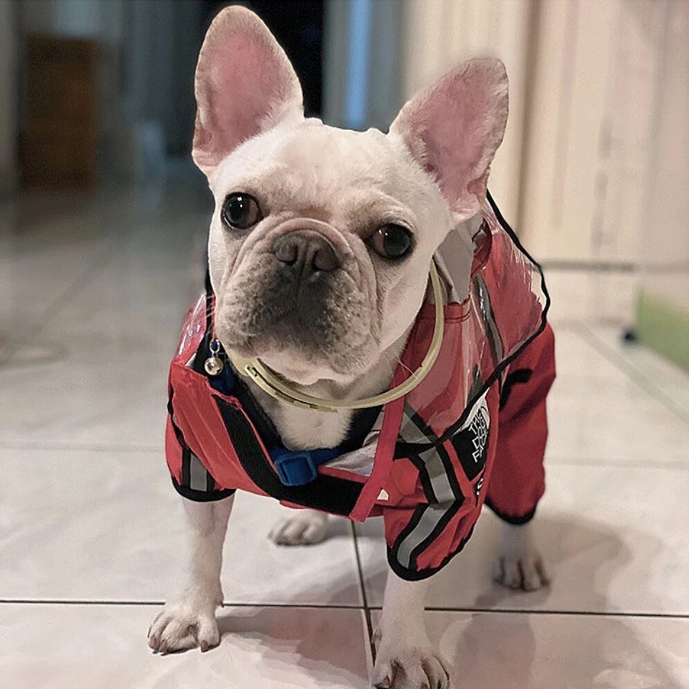 Indoor Elegance with My Frenchie's Vibrant Attire. Light-furred French Bulldog inside a room, donning a vibrant red My Frenchie jacket with black patterns, transparent hood, and a gold collar.