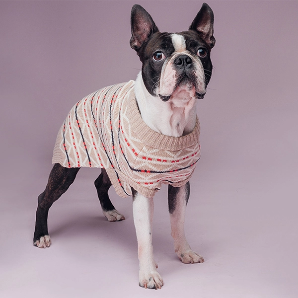 French-bulldog-sweater-beige
